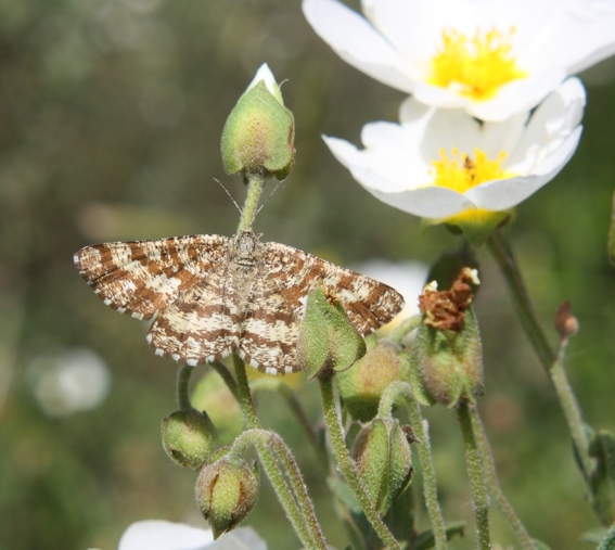 Farfalle da identific. - Ematurga atomaria e Arctia villica